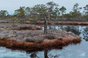 Spring in the swamp lakes photo