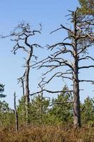 Spring in the swamp lakes photo