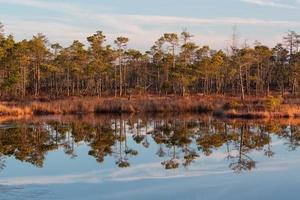 Spring in the swamp lakes photo