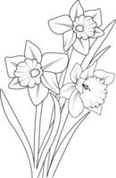 narcisos dibujados a mano, ramo de flores de narciso, dibujo vectorial, ilustración grabada en tinta, arte botánico, colección de ramas de hojas aisladas en fondo blanco, página para colorear y libros. vector