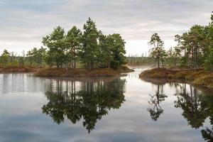 Spring in the swamp lakes photo