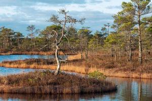 Spring in the swamp lakes photo