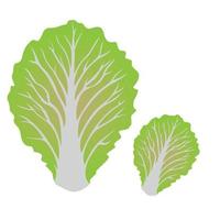 Green cabbage leaves on white background. vector