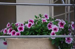 street flowers in the flower bed, decoration of streets, houses photo