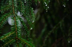 spruce tree branches in a dark forest with raindrops photo