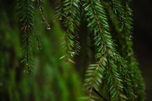 spruce tree branches in a dark forest with raindrops photo