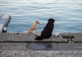 two dogs look at the sea. Pets in the urban environment. Dogs near the water. photo