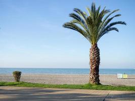 Bush and palm on the seashore. Calm sea coast. Man on a rocky beach photo