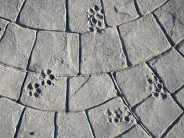 Dog tracks on cement. Cement masonry. Paving stones.