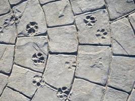 Dog tracks on cement. Cement masonry. Paving stones photo