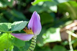 flor de plátano púrpura foto