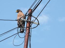 An eagle on a telecommunication pole, photo