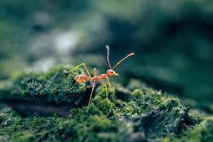 Close-up view of a red weaver ant photo