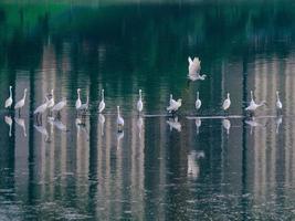 A flock of birds on the city lake photo