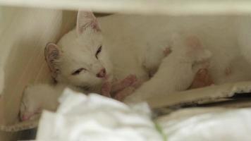 toma de primer plano de una joven gata blanca tumbada y descansando mientras amamanta a los hermosos gatitos recién nacidos con cálido amor y cuidado, mascotas peludas y adorando la vida animal de los mamíferos domésticos. video