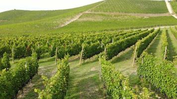 Vineyard agriculture farm field aerial view in Langhe, Piedmont Italy video