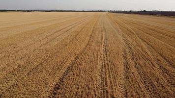 Harvested Wheat Agriculture Field Aerial View video