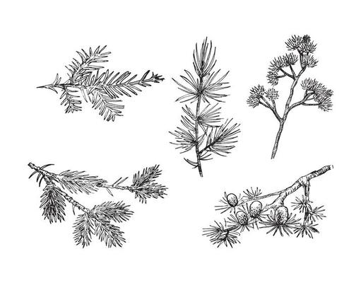 Branches Illustrations in art Ink style
