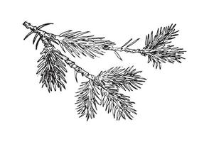 Branches Illustrations in art Ink style vector