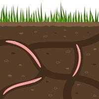 Earthworms in garden soil. Air and water passage in the soil created by earthworms.  Worms in ground. Sliced view for a ground with creeping worm in action poses exact vector cartoon background