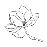 Magnolia flower  sketch contour lines. vector