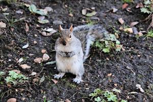 A view of a Grey Squirrel photo