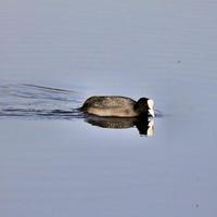 A view of a Coot photo