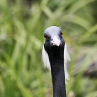 A view of a Crane photo