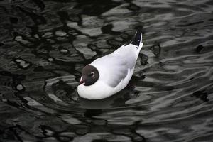 A view of a Black Headed Gull photo