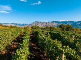 Sicilian vineyards with Etna volcano eruption at background in Sicily, Italy photo