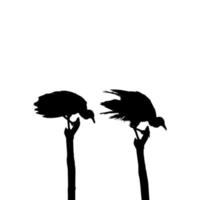 Silhouette of the Black Vulture Bird, Based on my Photography as Image Reference, Location in Nickerie, Suriname, South America. Vector Illustration