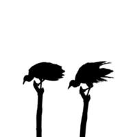 Silhouette of the Black Vulture Bird, Based on my Photography as Image Reference, Location in Nickerie, Suriname, South America. Vector Illustration