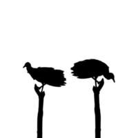 Silhouette of the Black Vulture Bird, Based on my Photography as Image Reference, Location in Nickerie, Suriname, South America. Vector Illustration