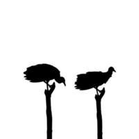 Silhouette of the Black Vulture Bird, Based on my Photography as Image Reference, Location in Nickerie, Suriname, South America. Vector Illustration