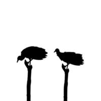 Silhouette of the Black Vulture Bird, Based on my Photography as Image Reference, Location in Nickerie, Suriname, South America. Vector Illustration