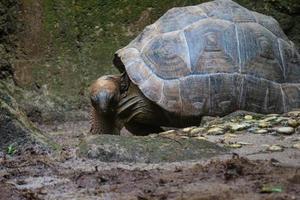 La tortuga gigante de aldabra o aldabrachelys gigantea es una de las tortugas más grandes del mundo. foto