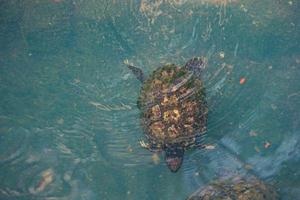 Kuya shell, also known as the shell turtle or Cuora amboinensis, is also known as the Amboina Box Turtle or the Southeast Asian Box Turtle. photo
