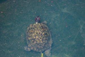 Kuya shell, also known as the shell turtle or Cuora amboinensis, is also known as the Amboina Box Turtle or the Southeast Asian Box Turtle. photo