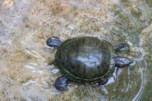 Kuya shell, also known as the shell turtle or Cuora amboinensis, is also known as the Amboina Box Turtle or the Southeast Asian Box Turtle. photo