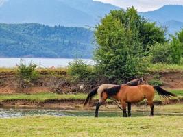 dos caballos a orillas del lago del hermoso paisaje alrededor del lago plastira en karditsa, grecia foto