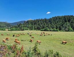 Grazing cattle at Pyli mountains in Greece photo