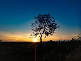 tree silhouette with sunrise in the morning photo