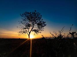 silueta de árbol con amanecer en la mañana foto