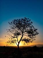 tree silhouette with sunrise in the morning photo