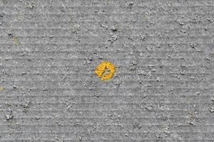 Yellow lichen on a flat sheet of slate gray photo