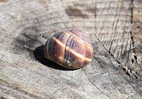 Large snail shell photo