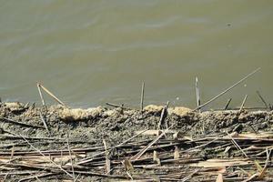 Old reeds nailed a wave to the shore photo