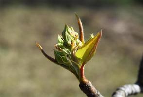 Dissolve kidney pears photo