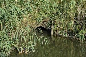 Gateway between the channels irrigation system of rice fields photo