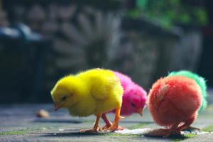 esta es una foto de los pollitos pintados de colores.